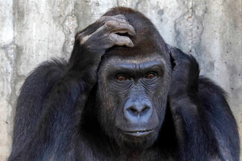 Western lowland gorilla (Gorilla gorilla)