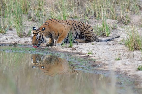 Male Bengal tiger (Panthera tigris tigris) drinking water in a pond