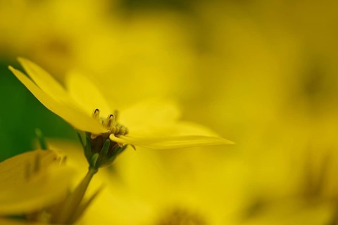 Tick seed (Coreopsis verticillata)