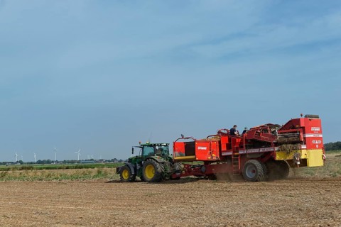 Mechanical potato harvest