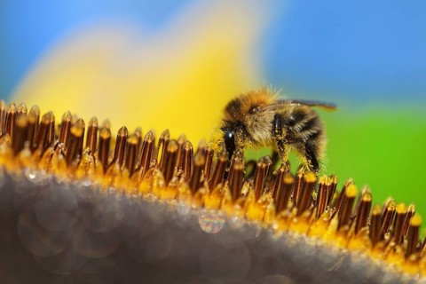 Common Carder-bee (Bombus pascuorum) on sunflower (Helianthus annuus)
