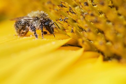 Shrill carder bee (Bombus sylvarum) on sunflower (Helianthus annuus)
