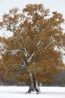 Freestanding English oak (Quercus robur) covered with hoar frost and snow