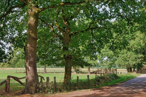 Common oaks (Quercus robur) at the wayside