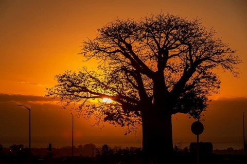 Silhouette of Baobab (Adansonia digitata) at sunset