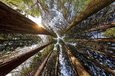 Giant sequoia (Sequoiadendron giganteum)