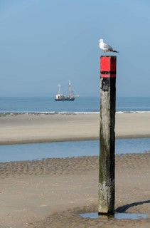 Common gull (Larus canus)
