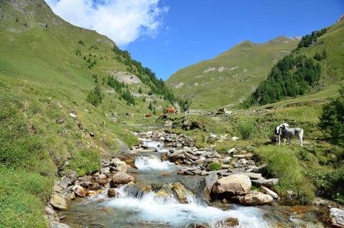 Alpine pasture area