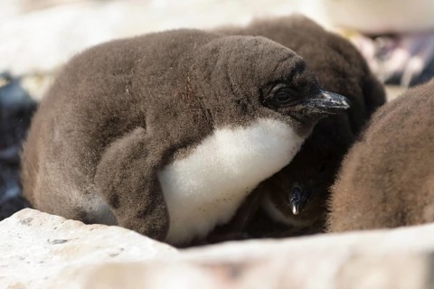 Sealion Island