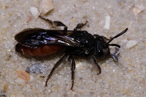 Halictid (Sphecodes albilabris) Bee