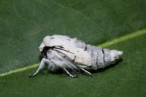 Miller (Acronicta leporina) moth