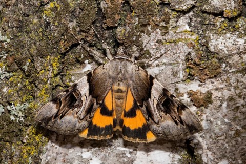 Yellow bands under the wing (Catocala fulminea)