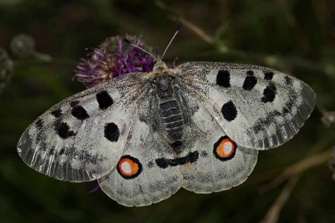 Apollo (Parnassius apollo)