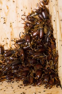 Common (Forficula auricularia) earwig