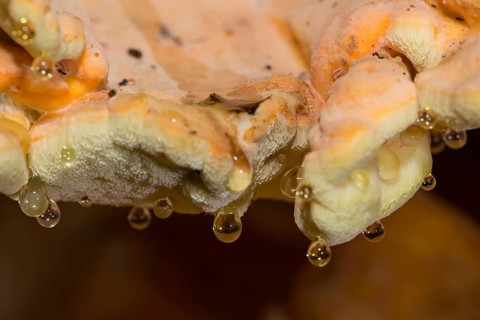 Crab-of-the-woods