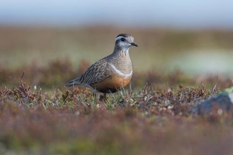 Eurasian Dotterel (Charadrius morinellus)