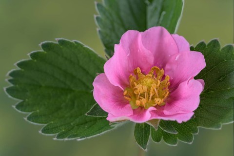 Ornamental strawberry (Fragaria x ananassa)