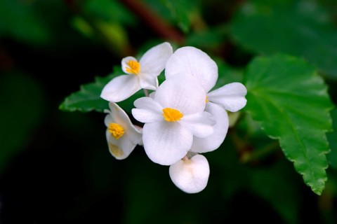 Cuban begonia (Begonia cubensis)
