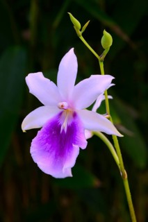 Regnells Miltonia (Miltonia regnellii) Occurrence South America