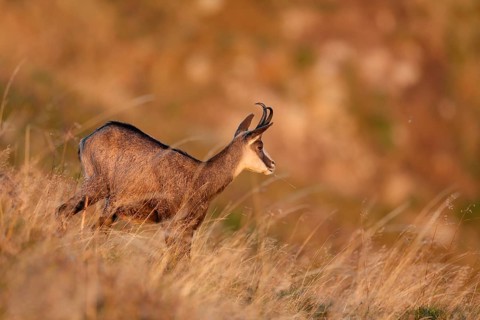Chamois (Rupicapra rupicapra)
