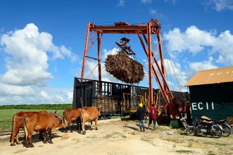 Oxcart