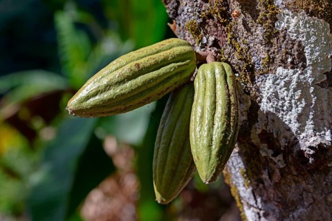 Cacao
