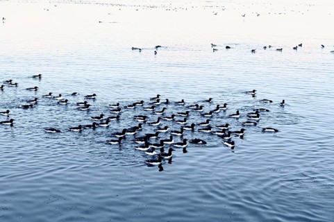 Thick-billed gulls (Uria lomvia) or Brunnich's guillemot swimming