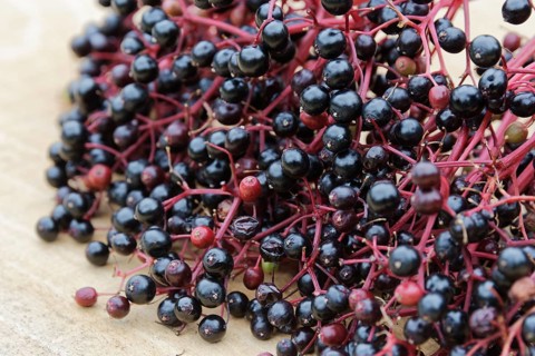 Berries of the black elder (Sambucus nigra)