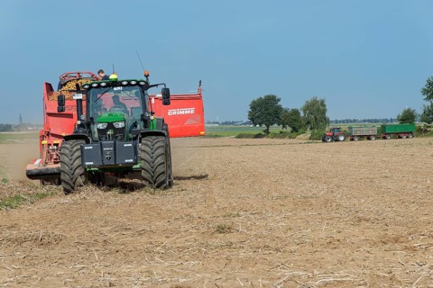 Mechanical potato harvest