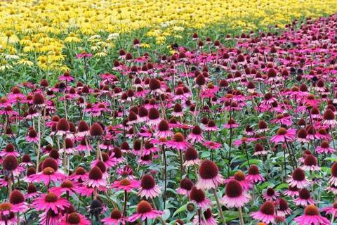 Purple coneflower (Echinacea purpurea)