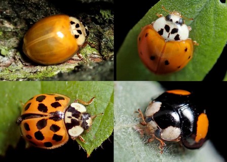 Asian lady beetle (Harmonia axyridis)