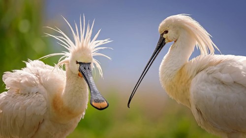Eurasian spoonbill (Platalea leucorodia) Spoonbill