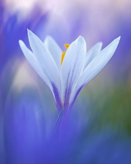 Crocuses (Crocus) Early bloomer