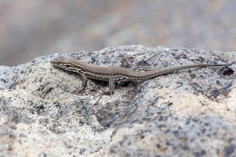 Small Canary Island Lizard National Park (Gallotia caesaris)