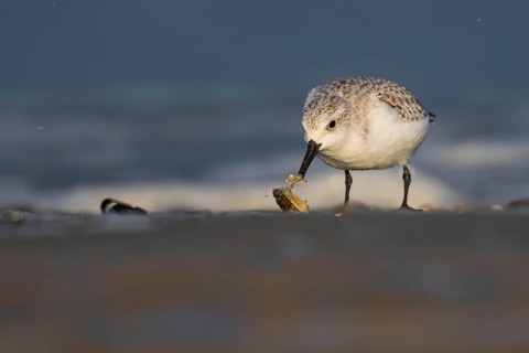 Sanderling (Calidris alba)