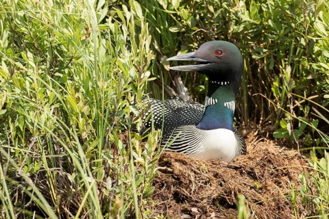 Common Loona adult on nest (Gavia always)