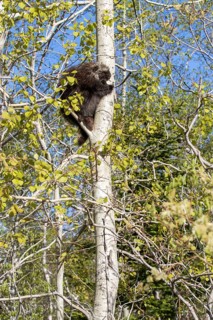 North American porcupine (Erethizon dorsatum)