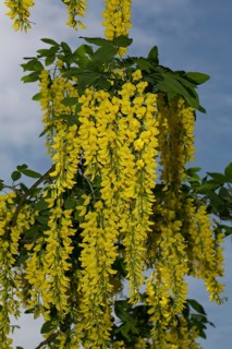 Golden (Laburnum anagyroides) chain tree