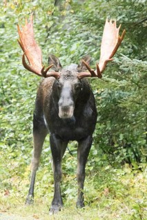 Dominant elk bull in the forest during the rutting season