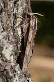Pine hawk-moth (Sphinx pinastri)