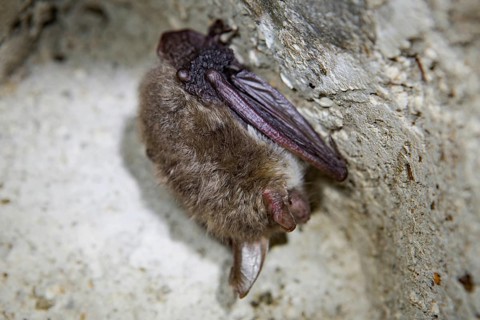 Common pipistrelle (Pipistrellus pipistrellus)