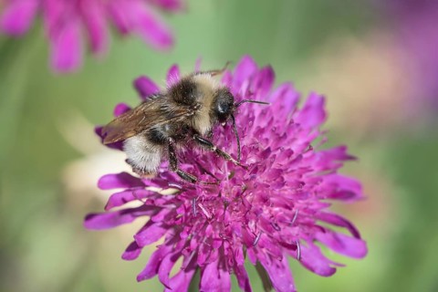 Probably forest fur bee (Anthophora furcata)
