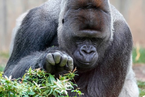 Western lowland gorilla (Gorilla gorilla)