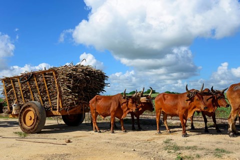 Oxcart