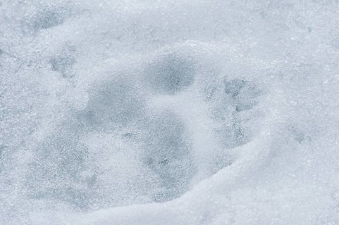 Polar bear (Ursus maritimus) tracks on ice