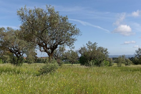 Olive grove (Olea europaea)