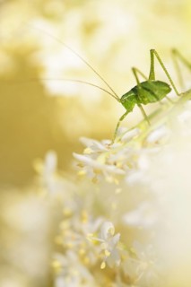 Speckled bush-cricket (Leptophyes punctatissima)