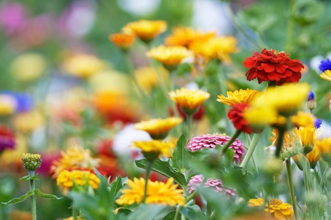 Elegant zinnia (Zinnia elegans)
