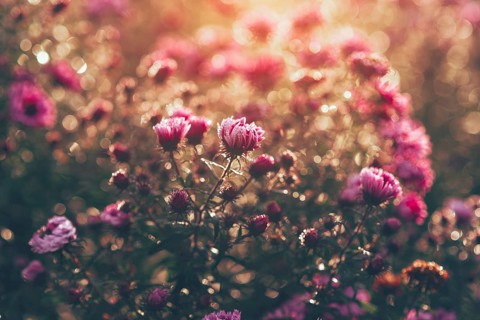 Cushion aster (Aster dumosus) against the light