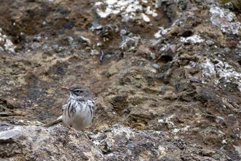 Berthelot's Pipit (Anthus berthelotii)